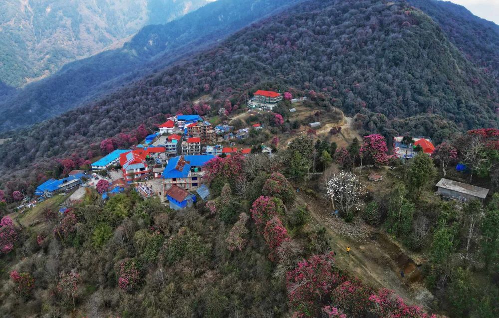ढकमक्क गुराँसले रङ्गियो घोडेपानी